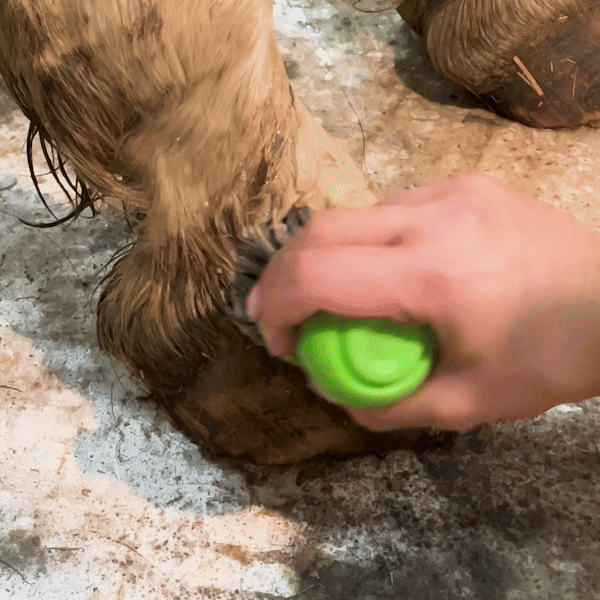 HoofJet – Deep Cleaning Hoof & Leg Brush with Water Dispenser  HoofJet – Deep Cleaning Hoof & Leg Brush with Water Dispenser