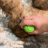 HoofJet – Deep Cleaning Hoof & Leg Brush with Water Dispenser  HoofJet – Deep Cleaning Hoof & Leg Brush with Water Dispenser